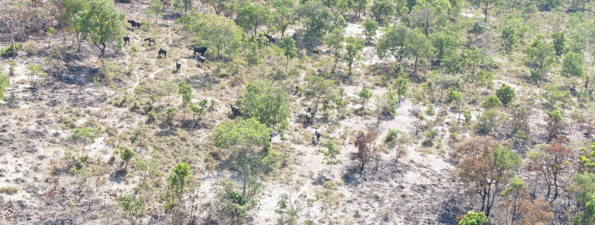 Em Goiás, sítio histórico quilombola é novamente invadido por búfalos; criação é proibida por lei na região