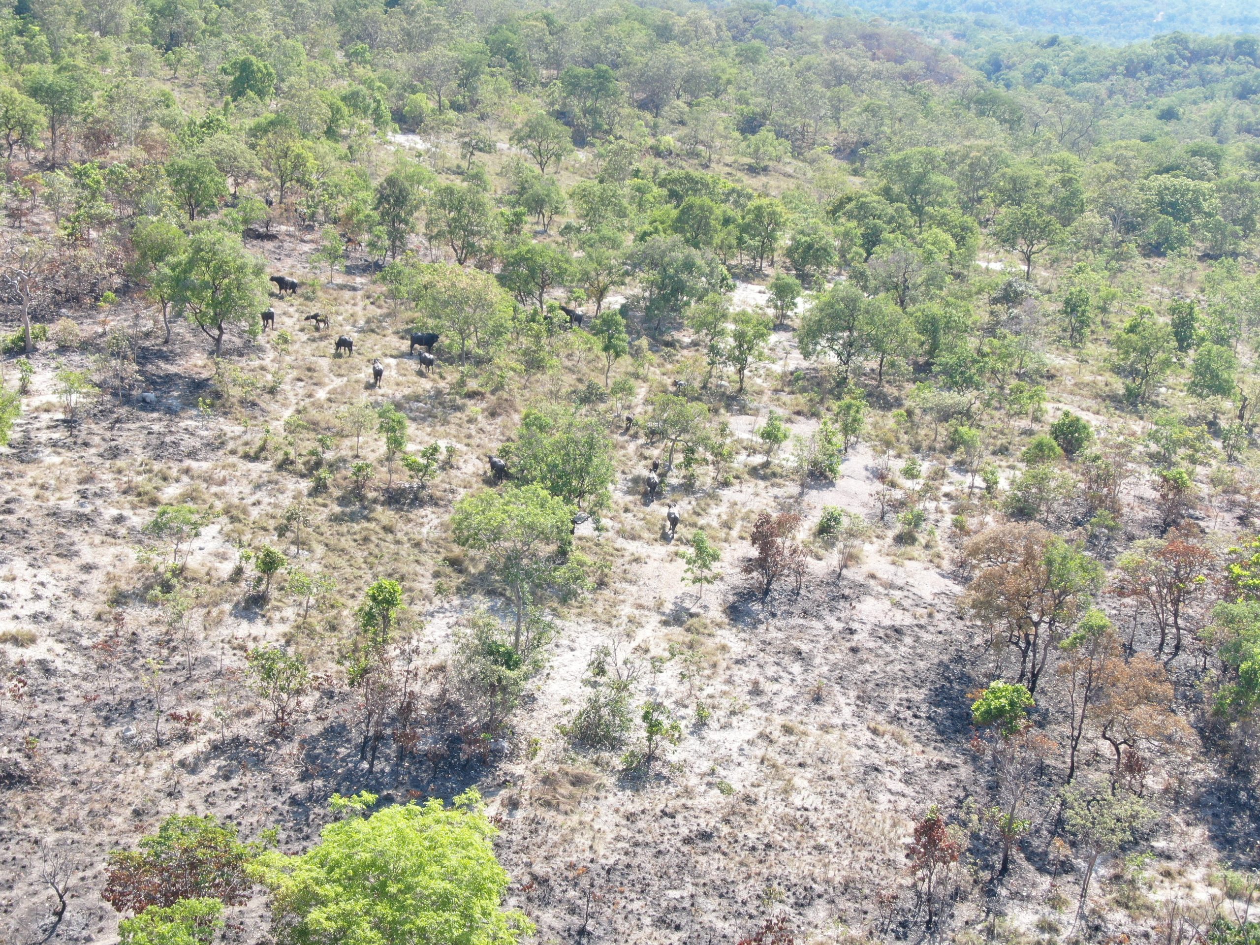 Em Goiás, sítio histórico quilombola é novamente invadido por búfalos; criação é proibida por lei na região