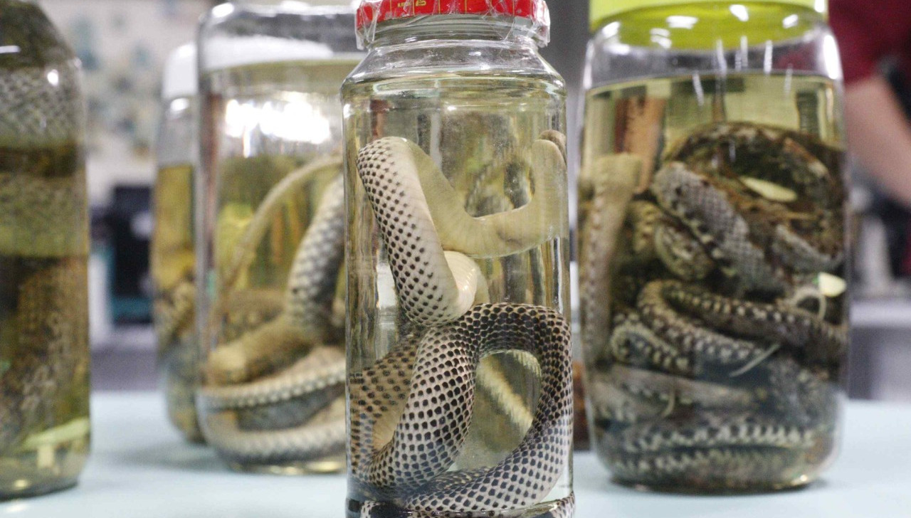 Período de chuva aumenta acidentes com animais peçonhentos no AM; serpentes registram maior número