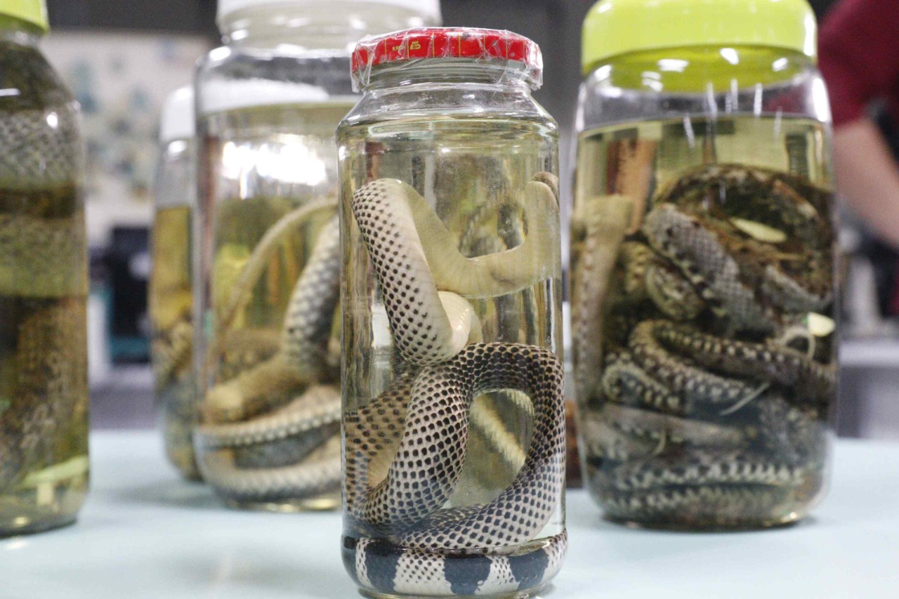 Período de chuva aumenta acidentes com animais peçonhentos no AM; serpentes registram maior número