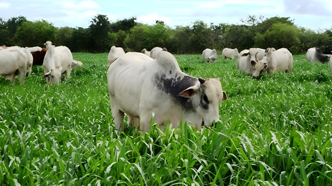 Estratégias de manejo de pastos têm o potencial de mitigar o aquecimento climático, aponta o estudo. (Reprodução/ Internet)