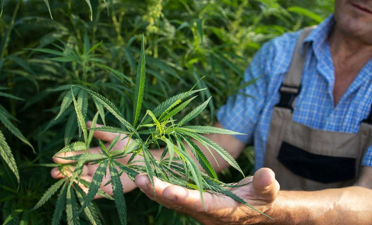 Debate sobre Cannabis medicinal é atrapalhada por preconceito, diz historiador