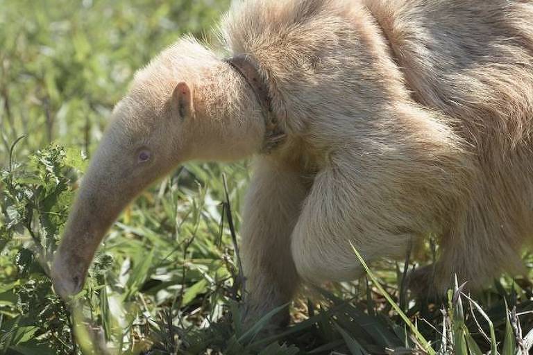 Super-raro: Tamanduá albino é encontrado no cerrado em Mato Grosso do Sul