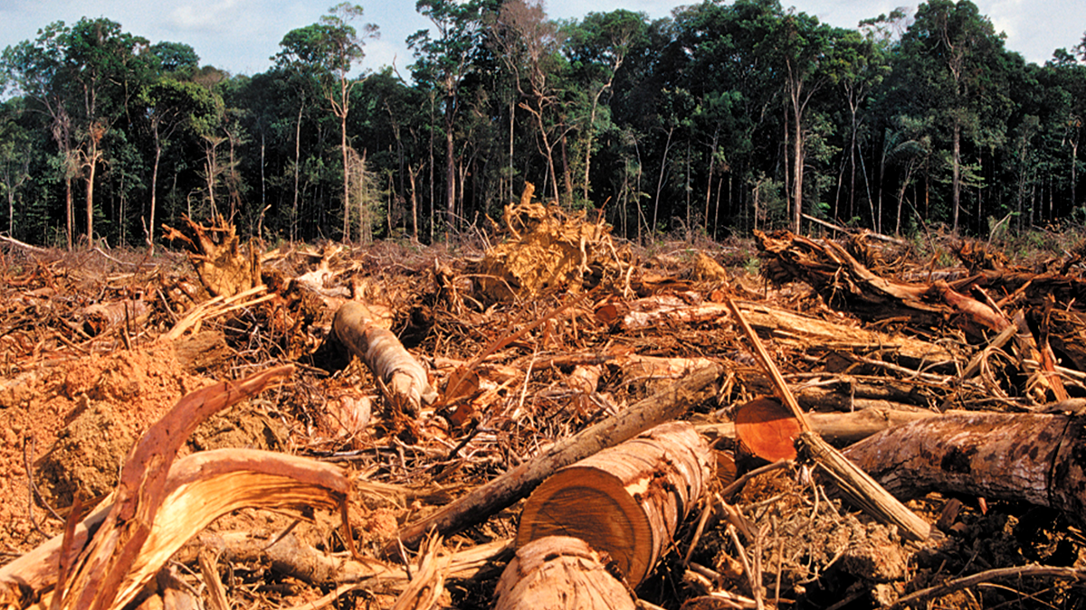 The IDS portal is an important tool for monitoring the unfolding of processes that are fundamental for resolving disputes in the Amazon (Reproduction/Geotech)