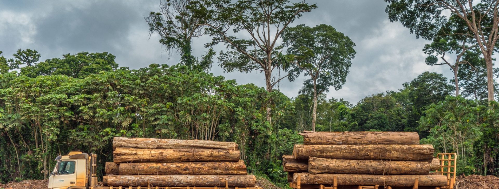 Empresários são denunciados por contrabando, lavagem e receptação de madeira ilegal no Amazonas