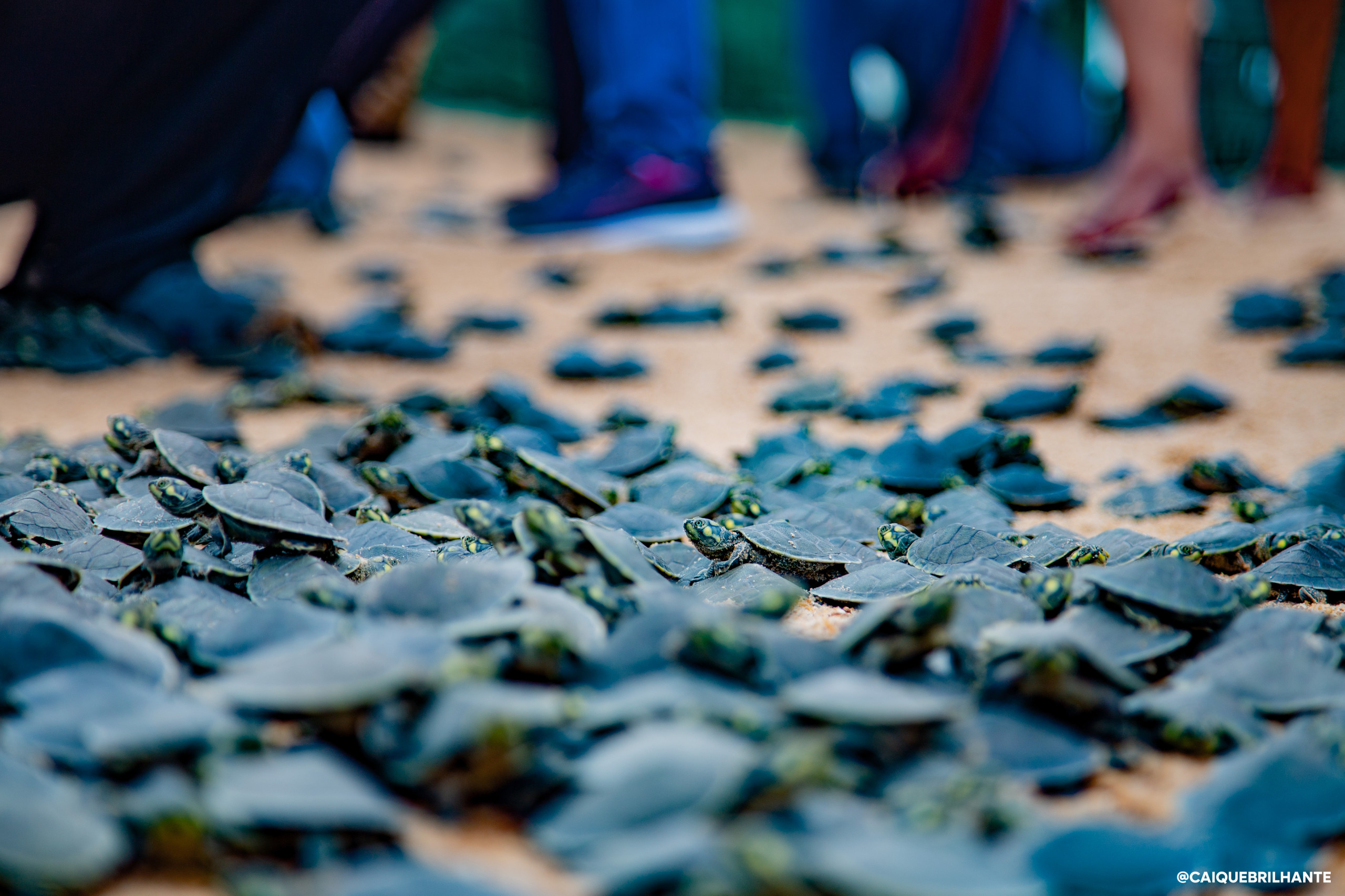 Em Rondônia, ONG preserva maior berçário de tartarugas de água doce do mundo há mais de 20 anos