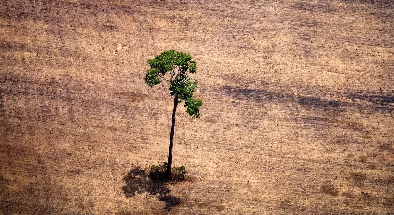 Desmatamento: Amazônia perdeu 3 mil campos de futebol por dia em 2022; acumulado repete pior marca em 15 anos
