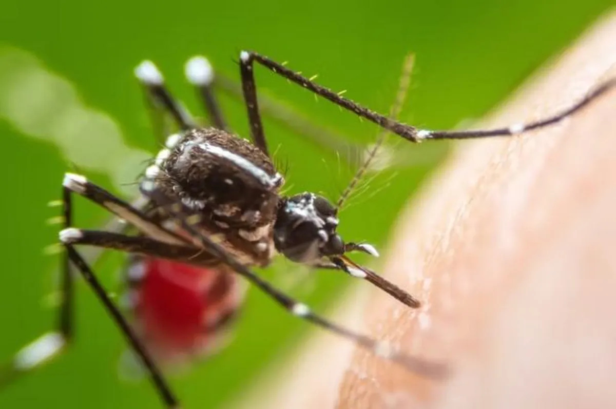 Rondônia has 10 cities with dengue outbreak; cases increased 602%