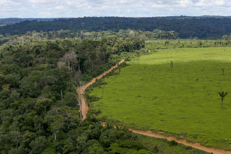 Desmatamento na floresta amazônica tem 3ª maior marca para o mês de dezembro