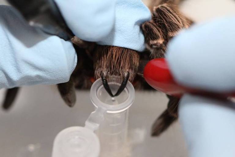 Aranhas da Amazônia contêm toxinas com potencial para desenvolver inseticidas e fármacos