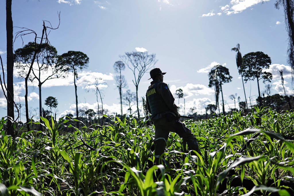 Ibama realiza operações contra desmatamento no Acre, Pará e Roraima