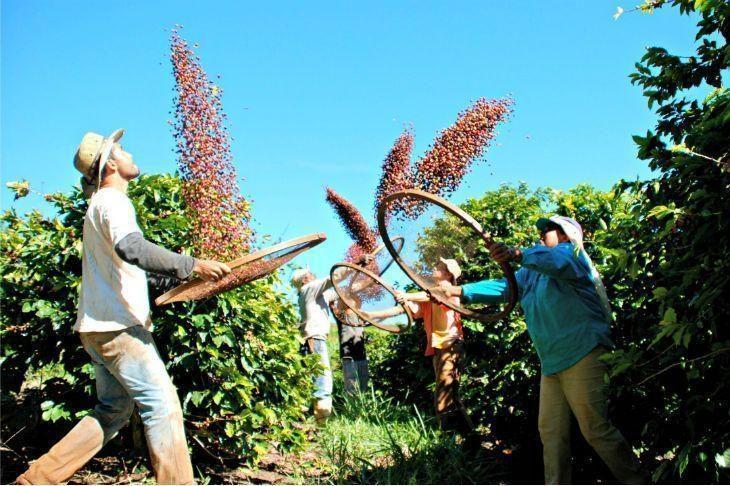 Pequenos produtores rurais e indígenas dizem que cultura do café não agride a Amazônia