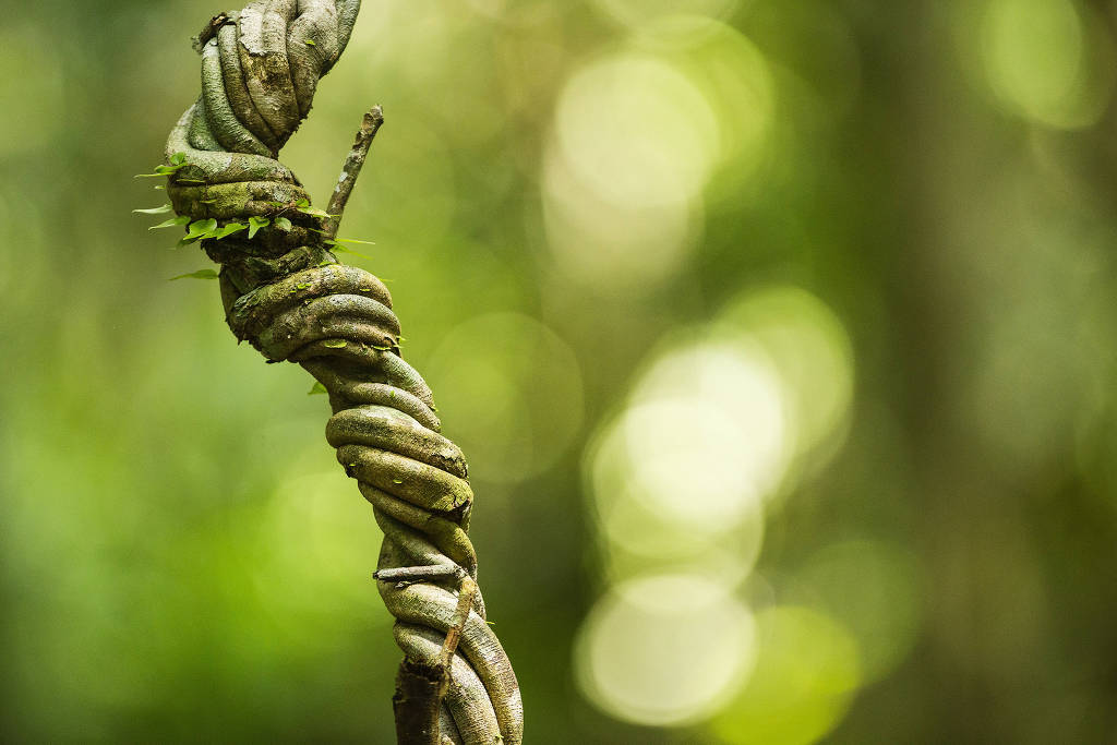 Cipó de ayahuasca encontrado na floresta do Cristalino Lodge, em Mato Grosso (Eduardo Knapp/Folhapress)