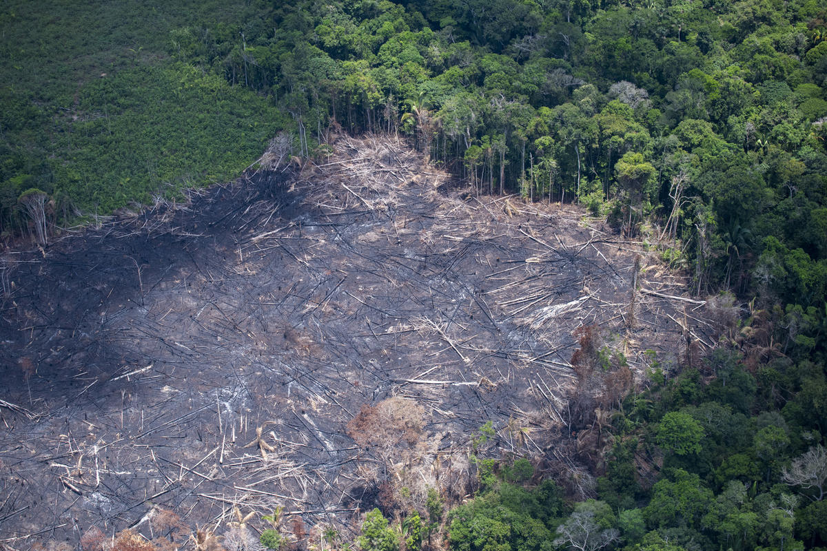 Deforestation: Amazon had area four times the size of Belém under alert in last five months of 2022