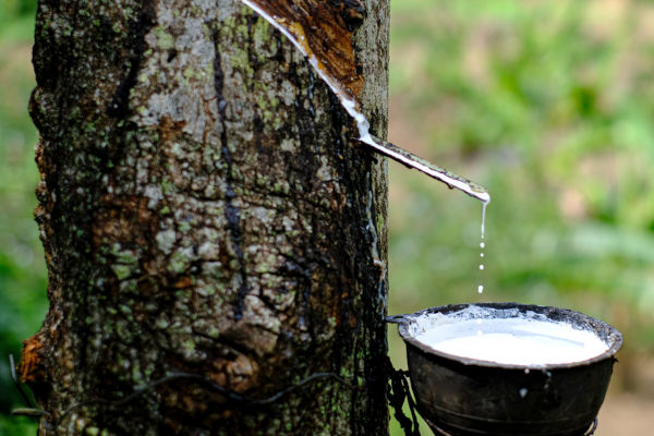 Mais de 15 toneladas de borracha foram extraídas por seringueiros de microrregião do Rio Madeira (Divulgação)