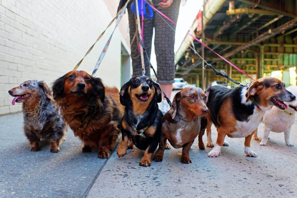 O momento atual é lucrativo para os dog walkers. (Divulgação)