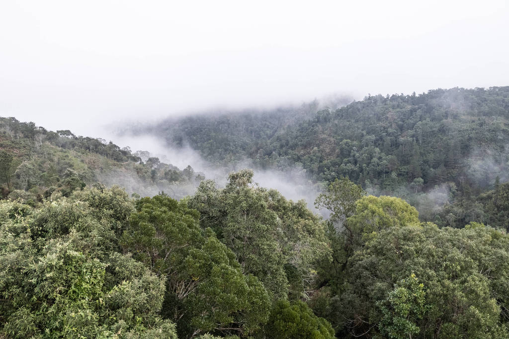 Projeto de reflorestamento de araucária feito por indígenas em reserva em José Boiteux, Santa Catarina (Anderson Coelho/15.jul.22/Folhapress)