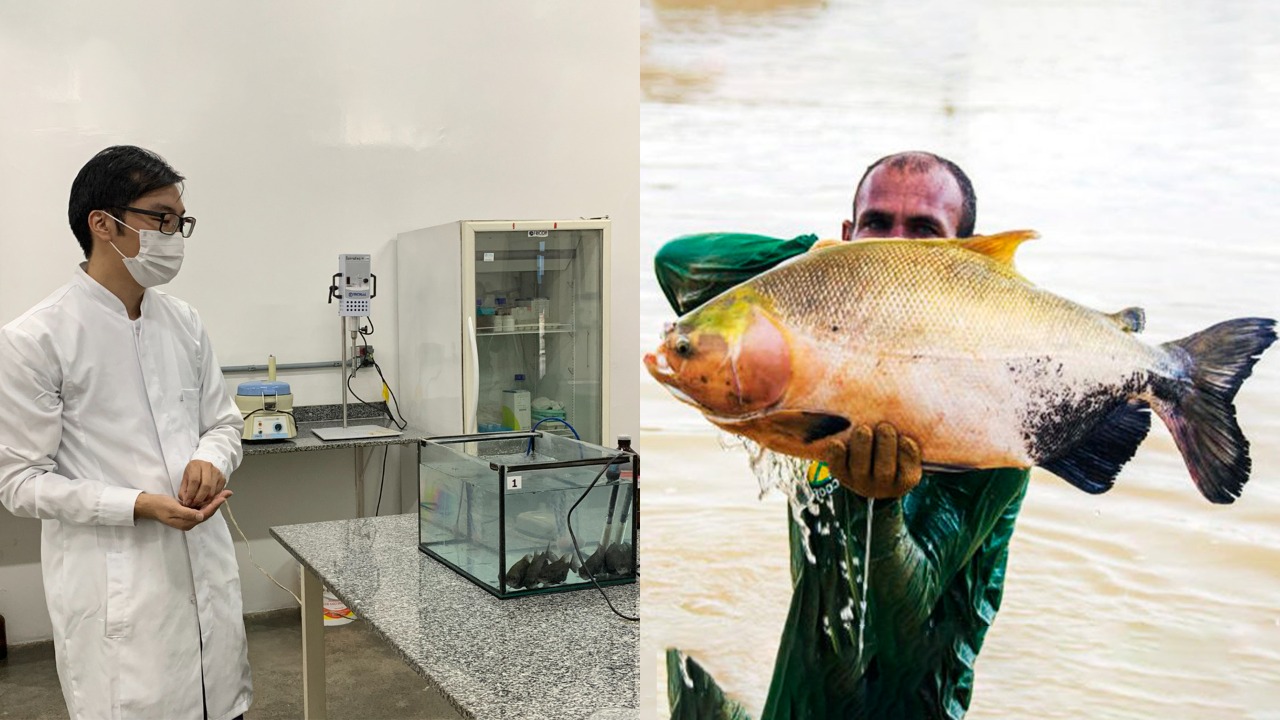 No Amazonas, pesquisa utiliza caroços de frutas para criar ração para peixe mais saudável e barata