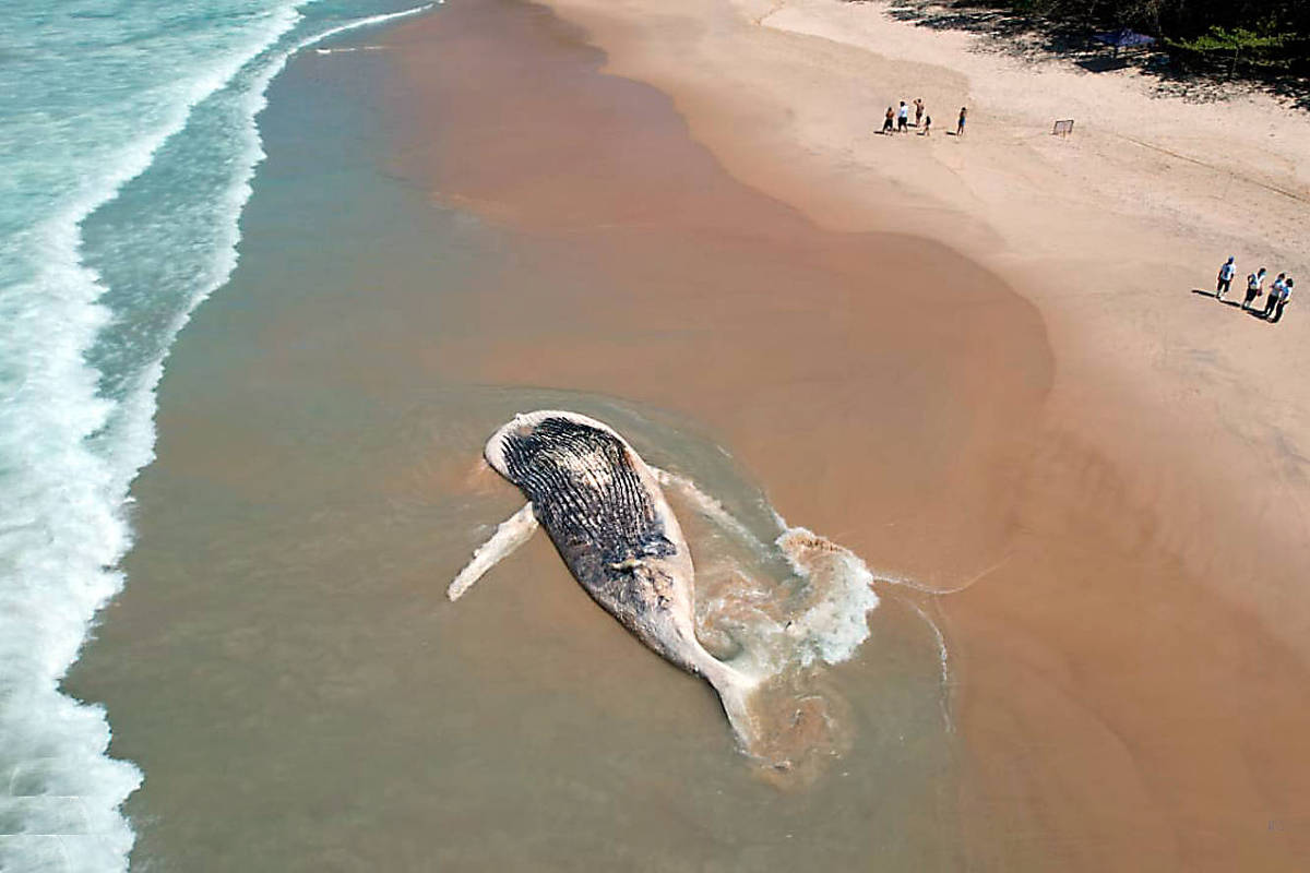 Projeto da monitoramento encontra mais de 30 mil animais mortos em praias brasileiras