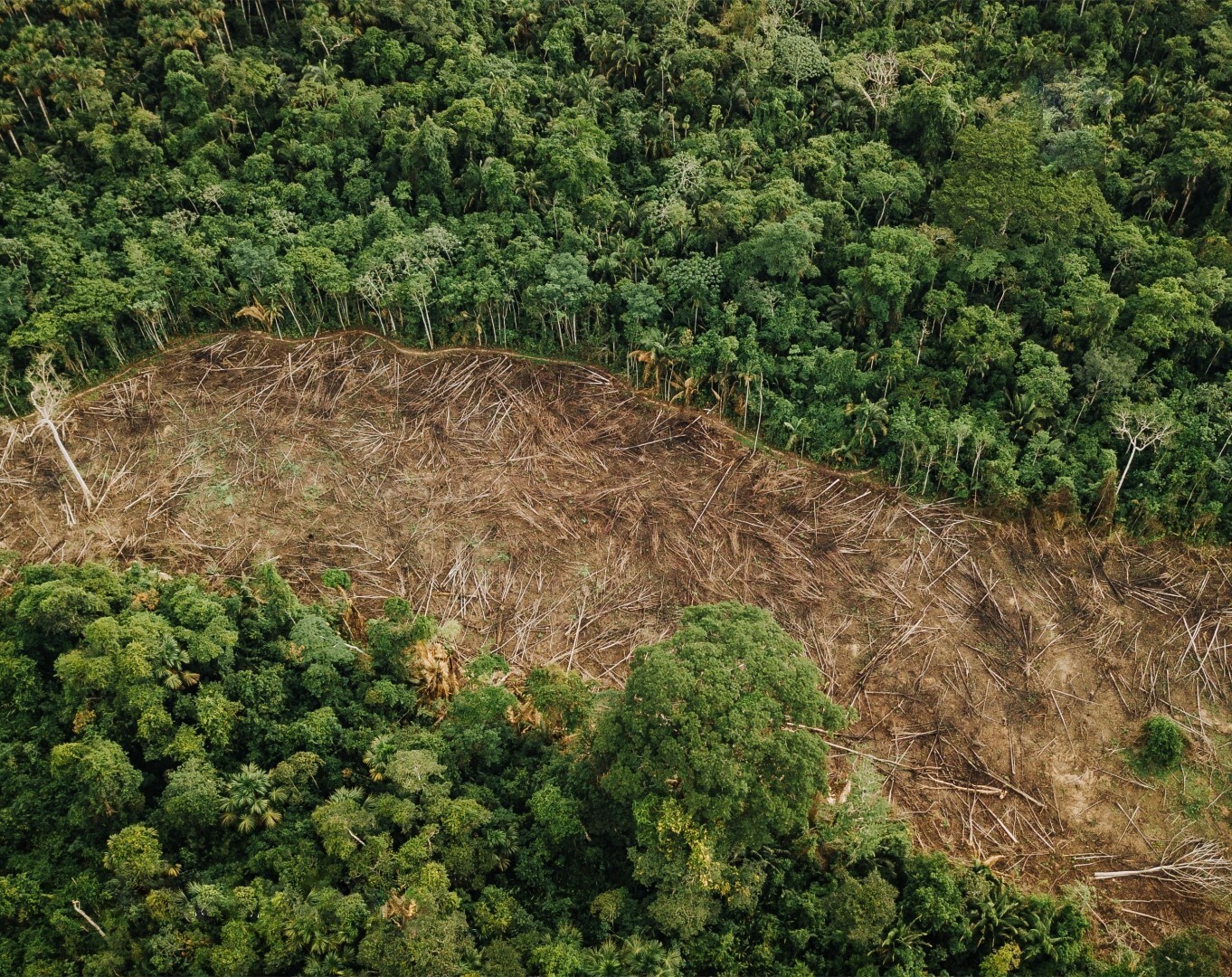 Somente em janeiro, monitoramento aponta redução de desmatamento em mais de 60% no Acre