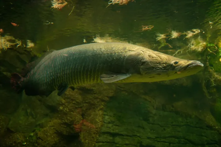 Saiba como o maior peixe da Bacia Amazônica foi parar nos rios do interior de São Paulo