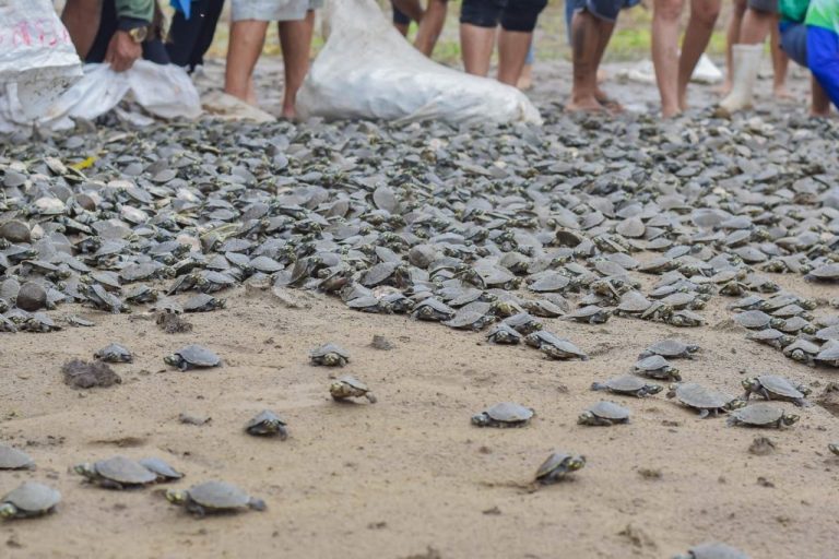 A coleta de ovos em praias, barrancos e campinas garante a preservação e a manutenção, na natureza, de tartarugas e tracajás da Amazônia ameaçados de extinção (Reprodução/Sema)