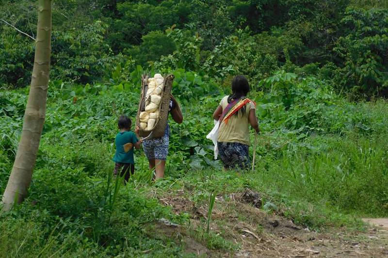 Estudo aponta ‘intermedicalidade’ na saúde do homem indígena no Pará