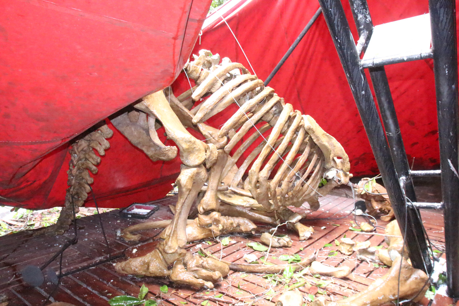 Árvore tomba e causa danos à exposição no Museu da Amazônia, em Manaus