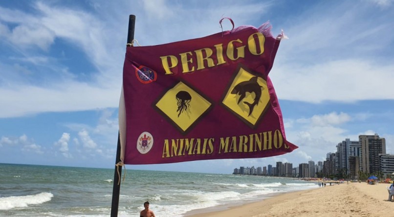 Vítima de ataque de tubarão em Pernambuco tem quadro estável de saúde