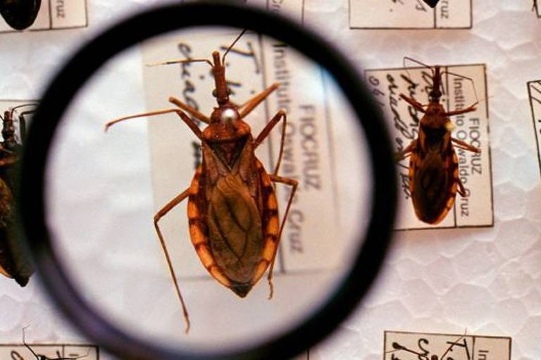 Indígenas da Amazônia têm armadura contra Doença de Chagas no DNA