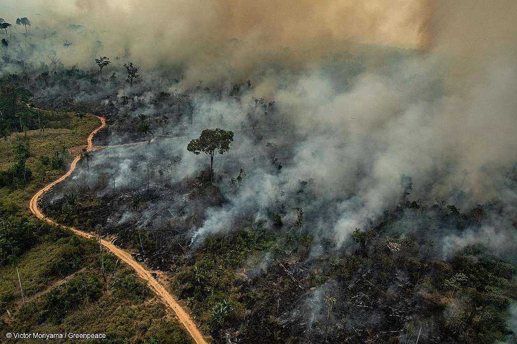 Imagem aérea de queimadas na cidade de Altamira, Estado do Pará. (Victor Moriyama / Greenpeace)