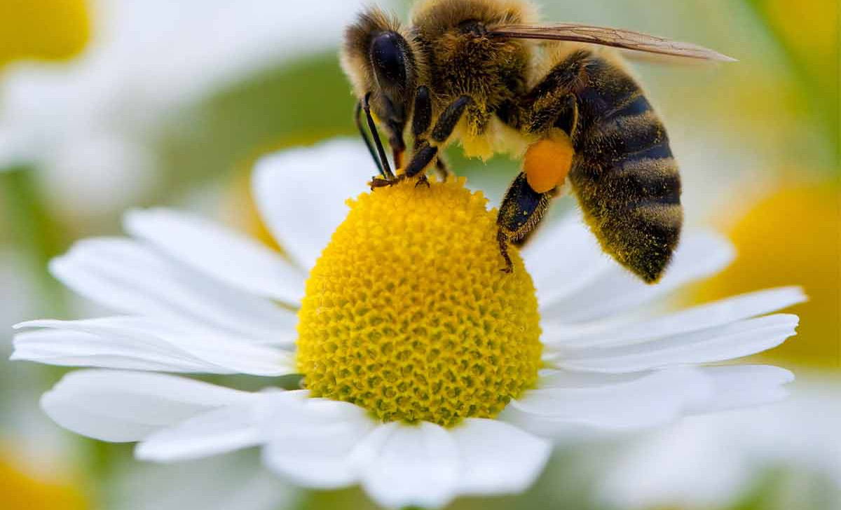 No Pará, projeto usa abelhas nativas na conservação da floresta amazônica