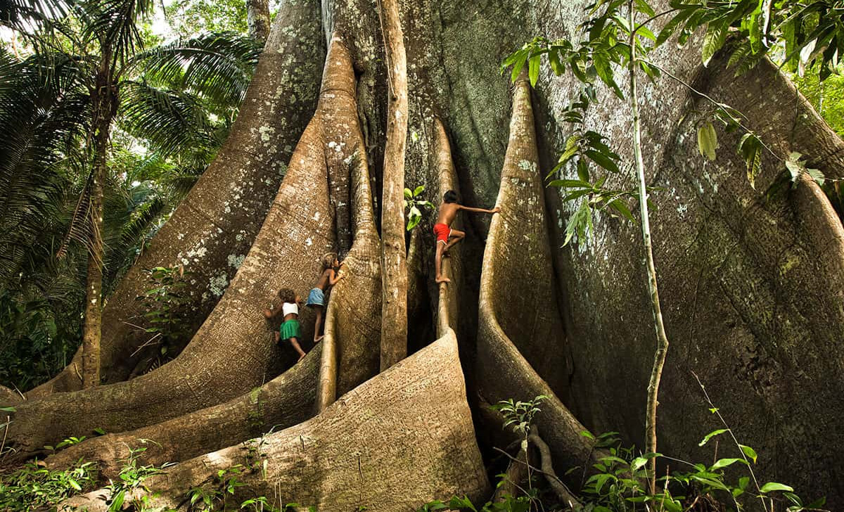 Na Amazônia, garimpo ameaça santuário de árvores gigantes