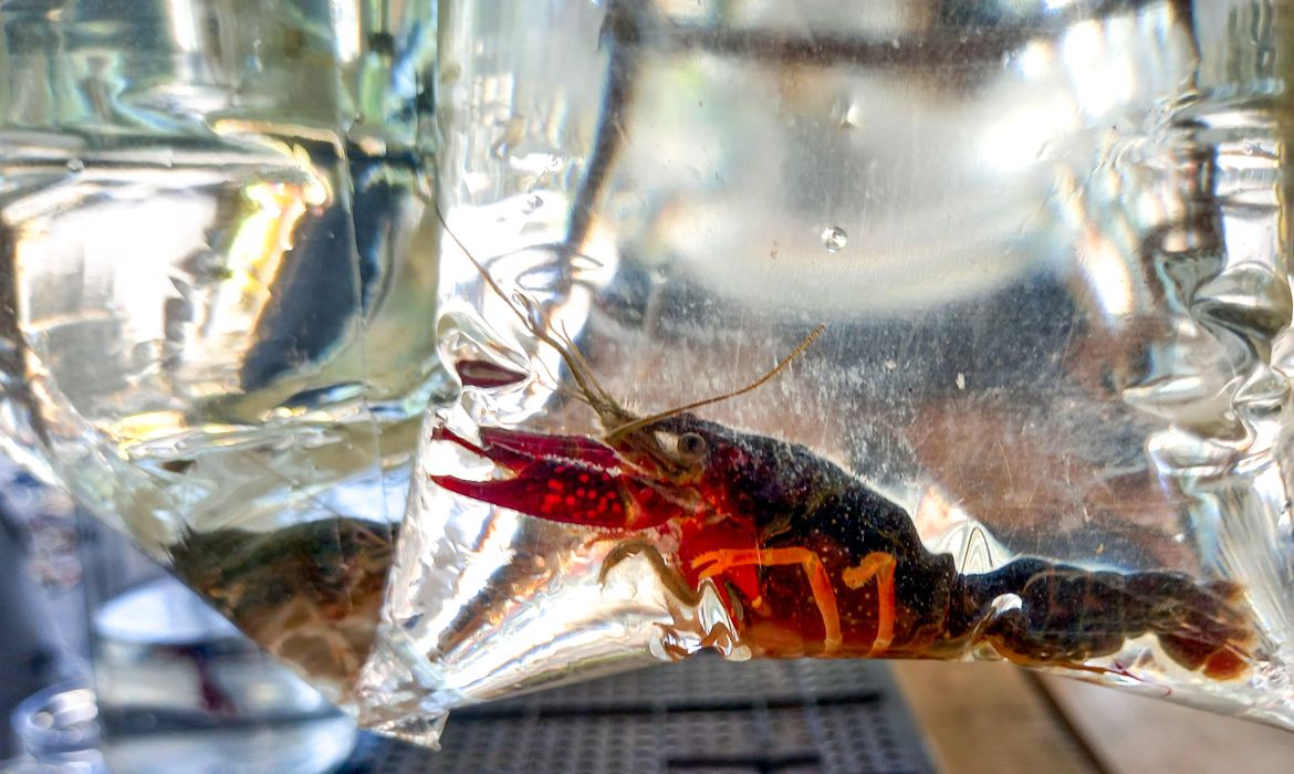 Brasil tem mais de 270 espécies exóticas que ameaçam biodiversidade