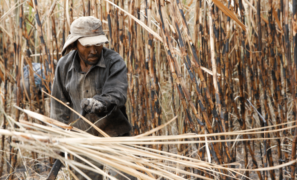 Mais de 200 trabalhadores são encontrados em condições precárias atuando no plantio de cana-de-açúcar em SP
