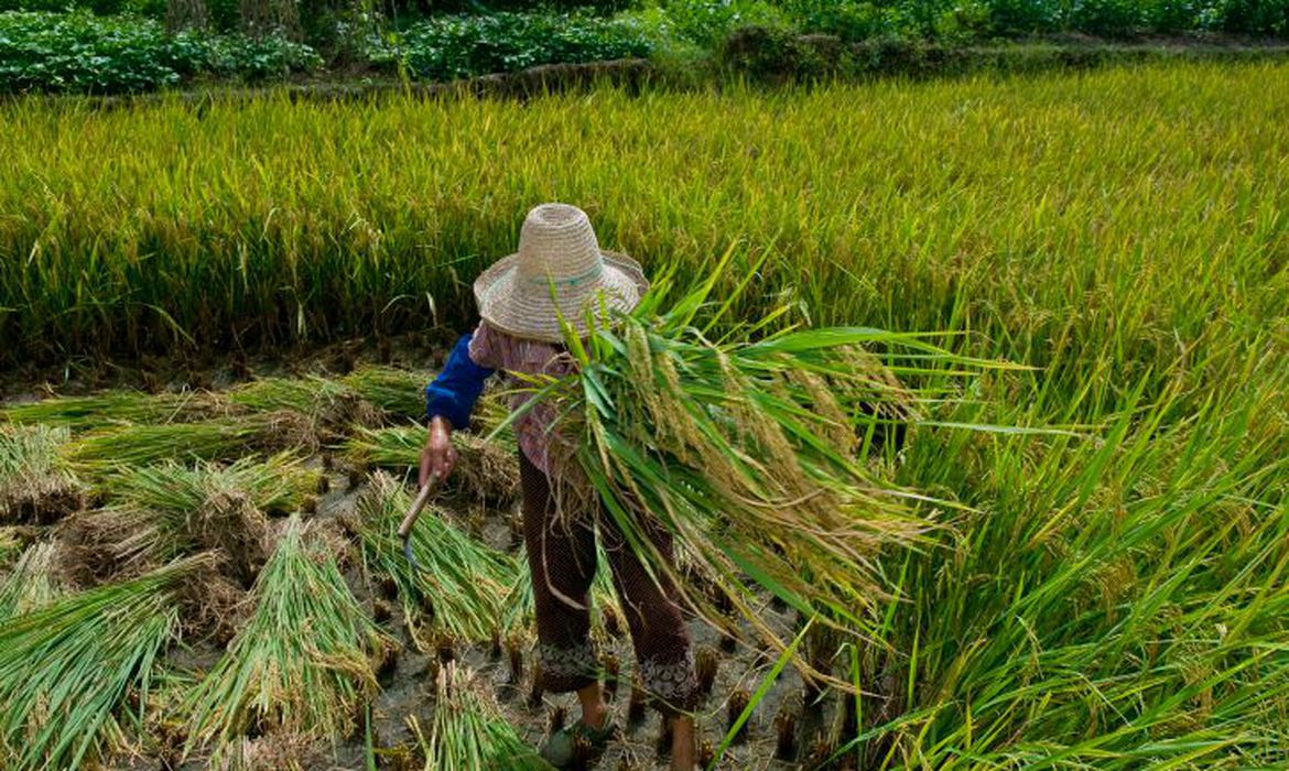 Defensoria Pública da União quer que imóveis usados em trabalho escravo sejam expropriados