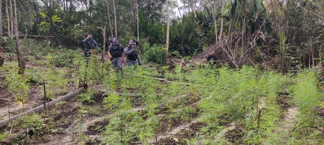 No AM, Polícia Militar destrói plantação de maconha