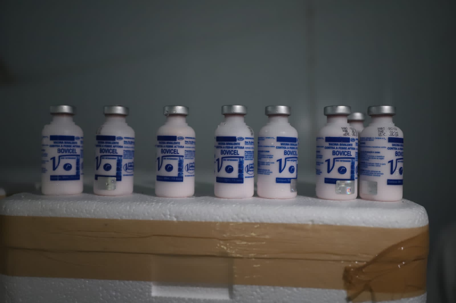 Governo do Amazonas recebe 375 mil doses de vacinas contra Febre Aftosa