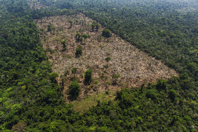 Desmatamento bate recorde no Cerrado e tem segundo pior índice na Amazônia