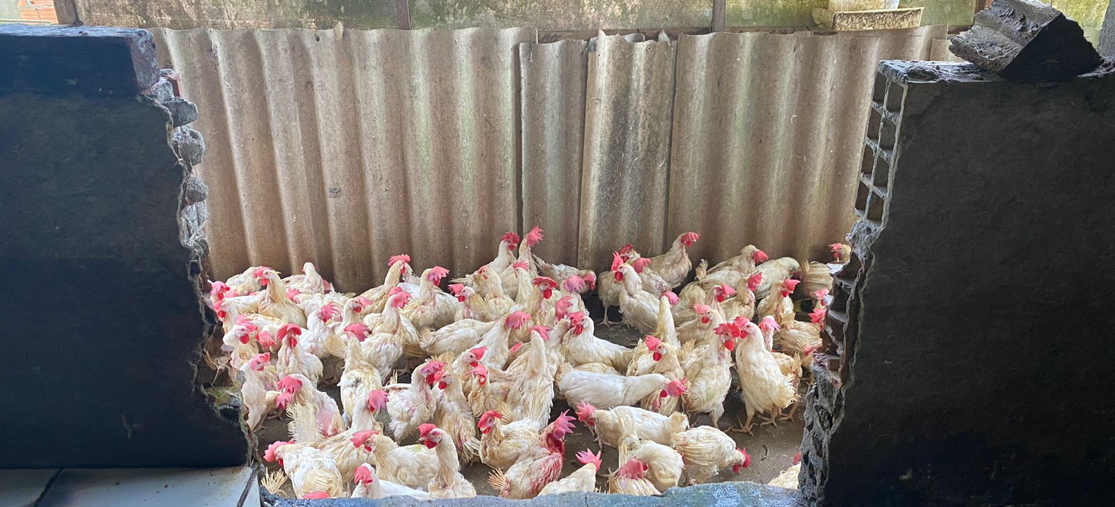 Fiscais do Governo do AM interditam abatedouro clandestino de aves