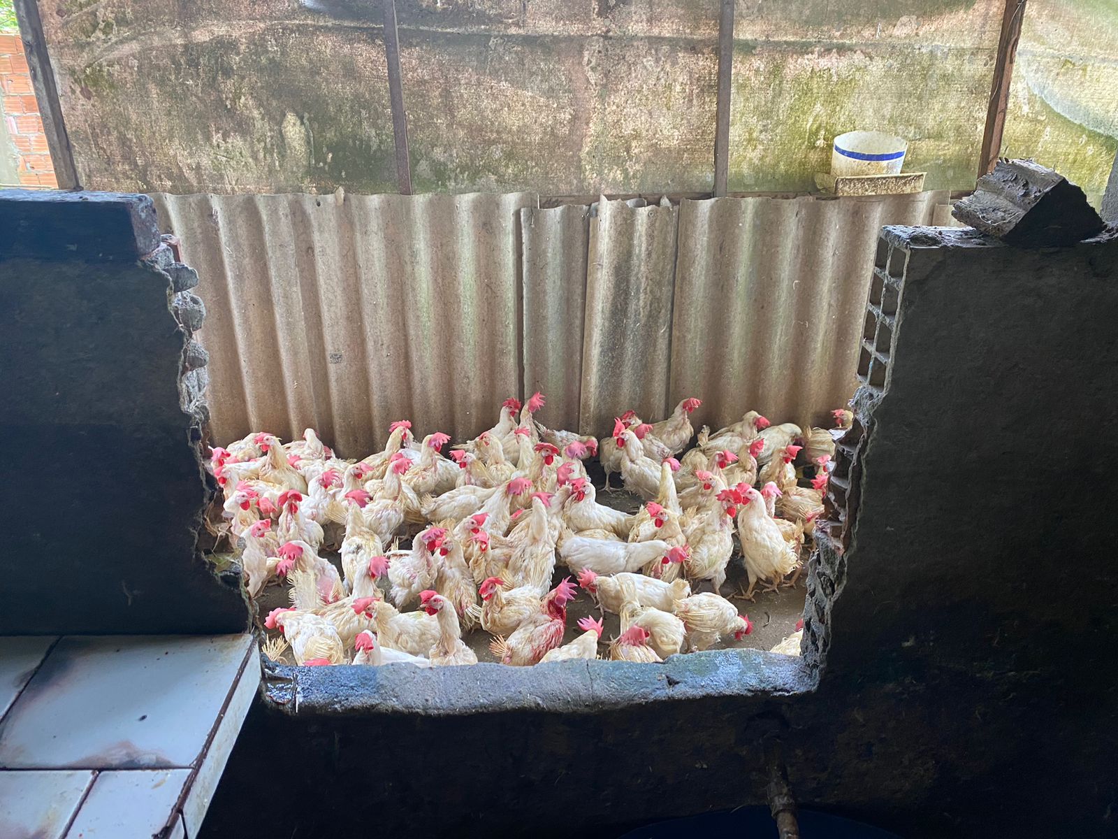 Fiscais do Governo do AM interditam abatedouro clandestino de aves