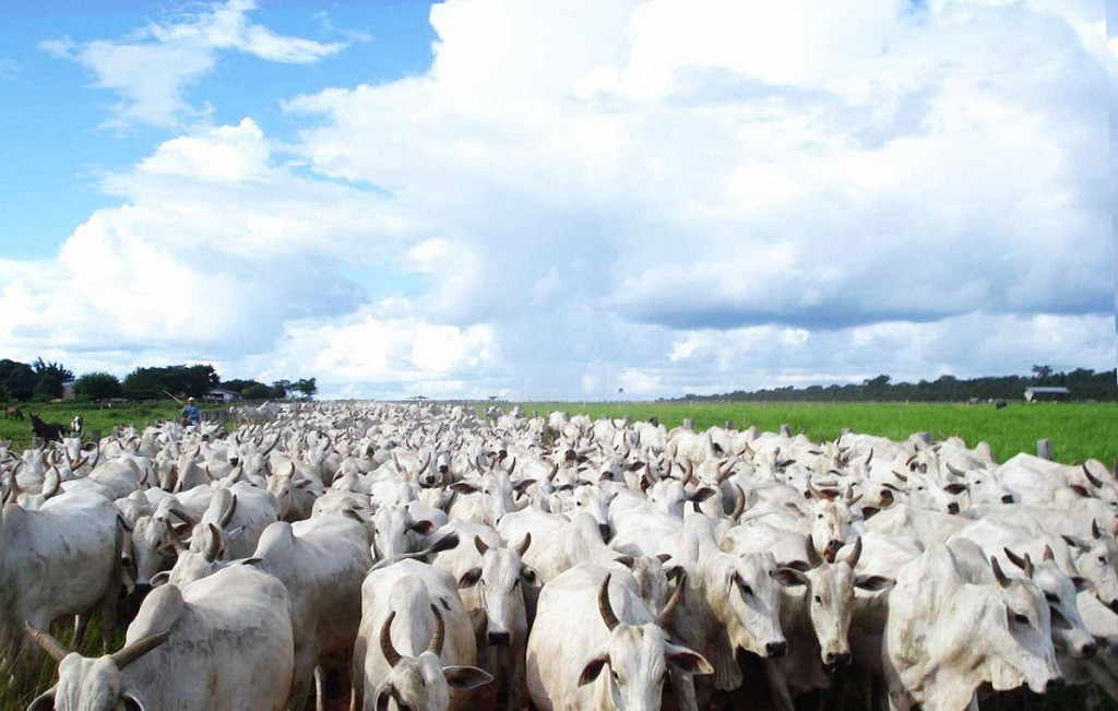 JBS manteve relação com desmatamento ilegal por meio de parte de seus fornecedores de gado