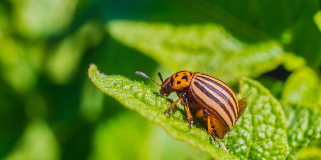 Estudo mostra que relação sexual de insetos ajuda a prever tempestades; entenda como