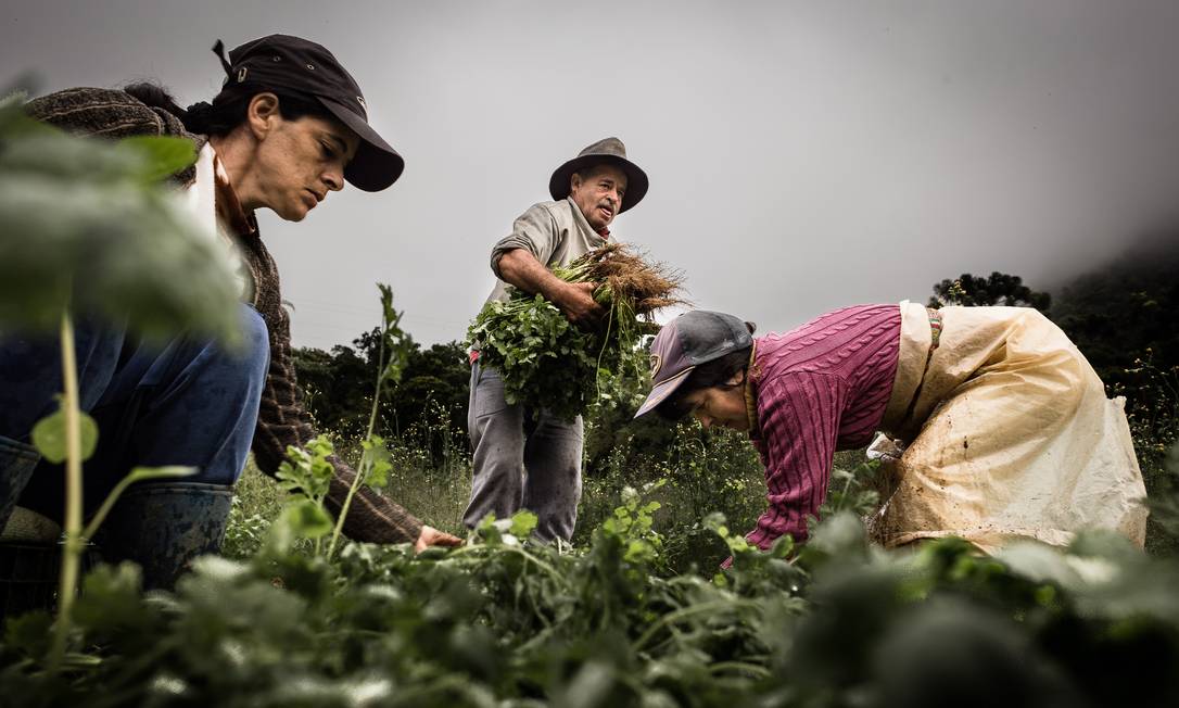 Trabalhadoras do campo exercem atividades inferiores as dos homens e recebem 20% menos