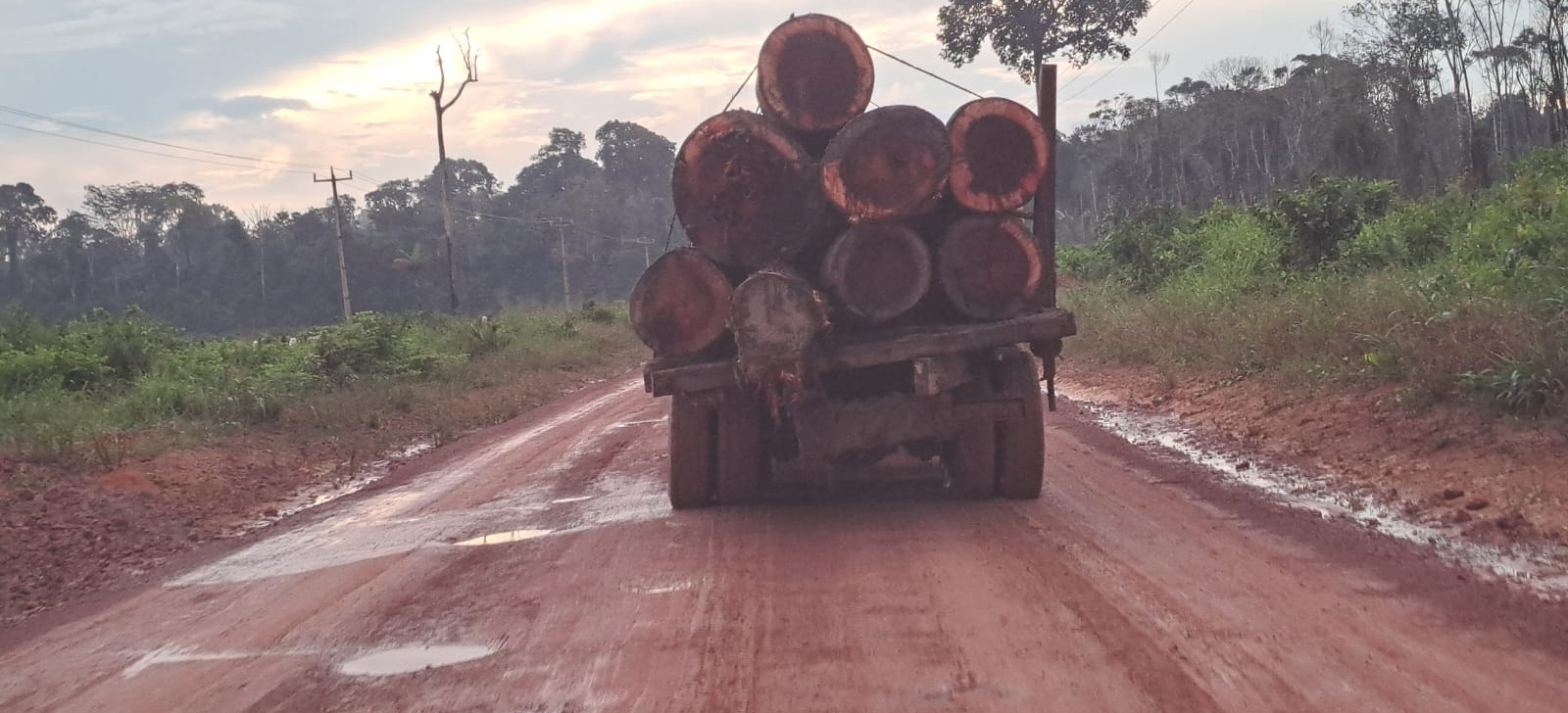 No Pará, PF e Ibama apreendem madeira ilegal que pode ter sido extraída de terra indígena 