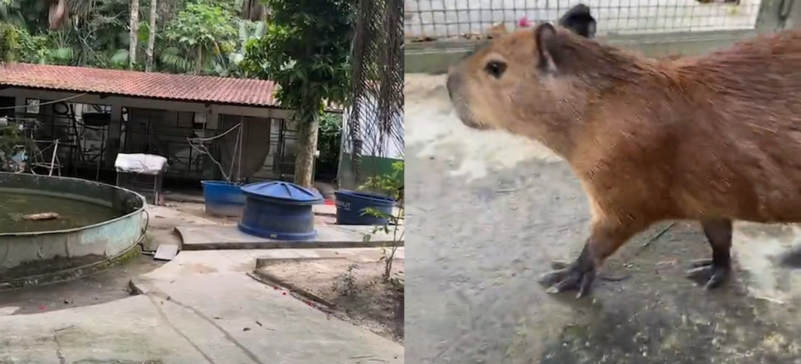 A capivara foi entregue ao Ibama na quinta-feira, 27. (Arte: Mateus Moura)