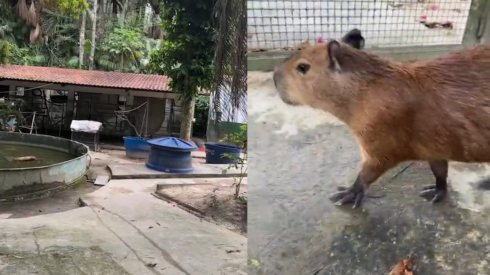 Juiz aponta ‘risco à saúde’ de capivara Filó para determinar devolução a influenciador