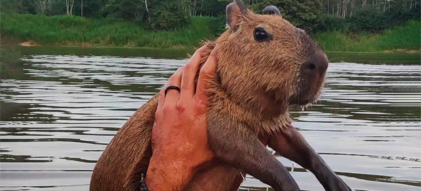 Capivara Filó (Arquivo pessoal)