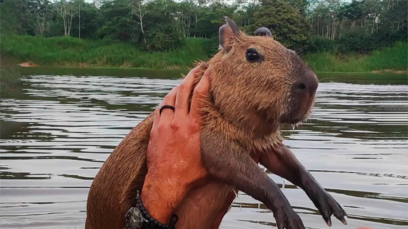 Capivara Filó é liberada pelo Ibama após determinação da Justiça