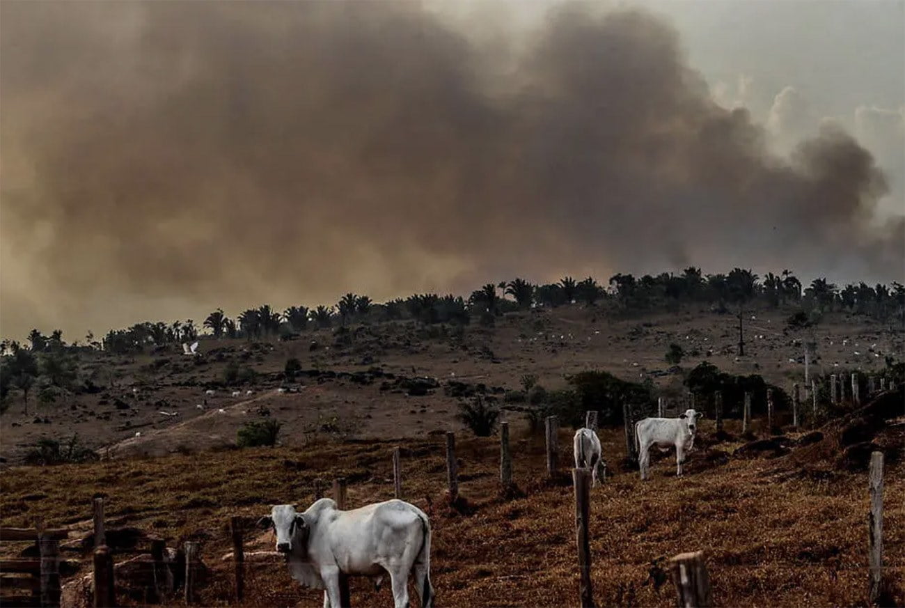 Bancos vão negar crédito a frigoríficos que comprarem gado de áreas desmatadas da Amazônia